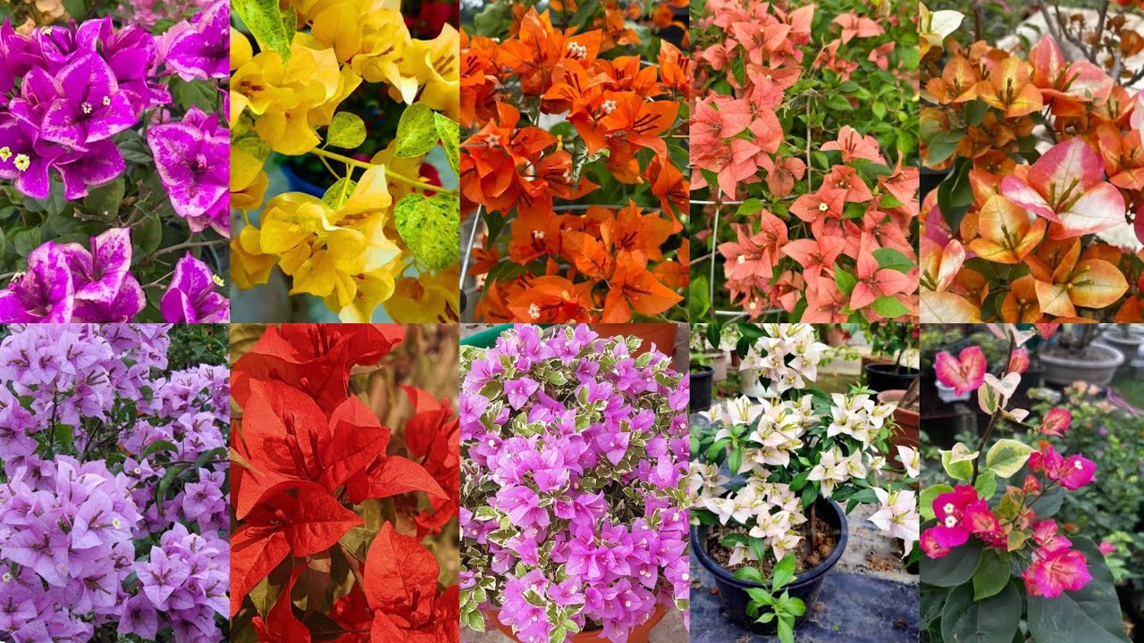 Top Rare Variety Bougainvilla Available!!|Bougainvilla|Plants|Zahar Gardens|