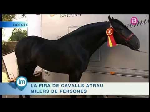 Vídeo: Cop De Calor Als Cavalls