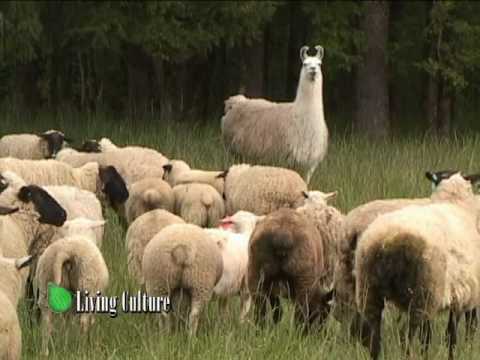 Living Culture visits Cattail Creek Farm in Junction City, Oregon, to talk with John Neumeister about raising lamb and sheep. John cultivates 17 acres of land in the fertile southern Willamette Valley. His lamb are grass-fed, grass-finished, and processed locally. His lamb products are served at fine restaurants in Seattle, Portland, Hood River, Salem, Corvallis, Eugene, and Berkeley. Notable restaurants include Paley's Place, Carlyle, Higgins, clarklewis, Genoa, and the famous Chez Panisse.Living Culture is a monthly television series that showcases cuisine and agriculture in the Pacific Northwest. Our mission is to generate interest in local foods through inspiring and positive media. This series is broadcast on OPB throughout Oregon and Southwest Washington; KWVT in the Willamette Valley; cablecast on Comcast cable in Seattle, Portland, and Salem; and syndicated on 4 websites. Produced by Nate Rafn.