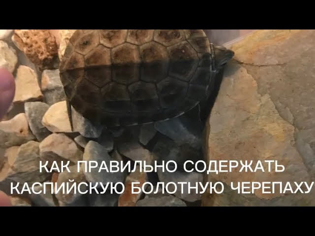 Как правильно содержать каспийскую болотную черепаху? Лат (Mauremys caspica)