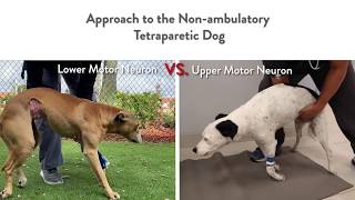 Two Dogs Unable to Walk But Very Different Localizations || Lower vs. Upper Motor Neuron Lesions