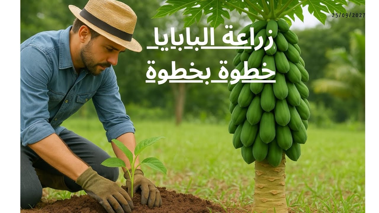 زراعة البابايا من البذور حتى الحصاد | دليل شامل خطوة بخطوة للمبتدئين