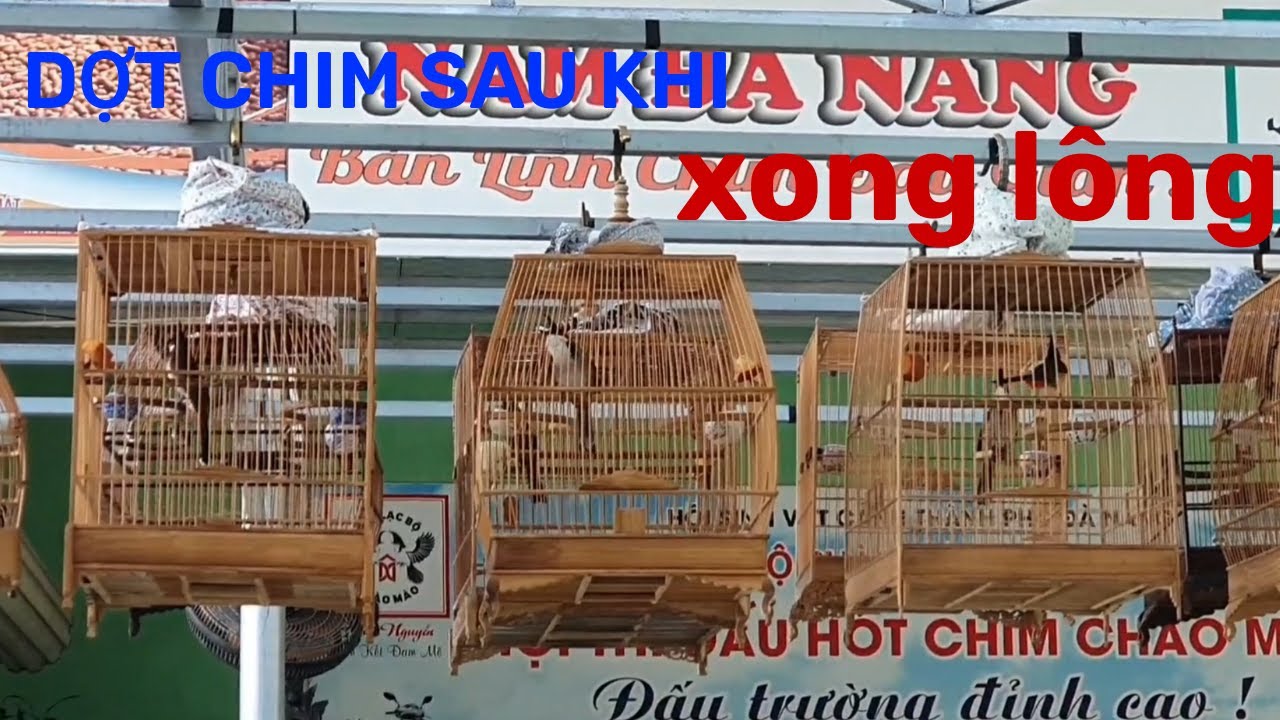 CÁCH DỢT CHIM & LÀM NAIL SAU KHI XONG LÔNG