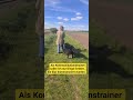 #hundementalist #hundetraining #bernersennenhund