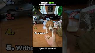 Dogs being Ragebaited Compilation #viral #ranking #funny #dog