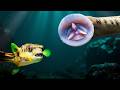 I Put a PUFFERFISH and a LEECH in the Same Aquarium. This is what happened: