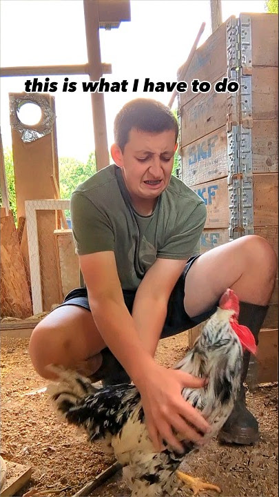Crazy Mean Rooster Won't Stop Attacking Me!!