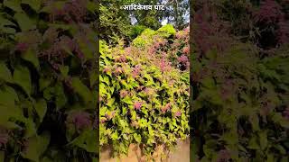 Aadikeshav Ghat, Varanai L