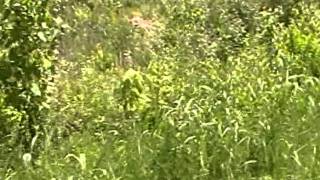 Nancy Today: Finding free tamarack trees, watching a monarch ASMR