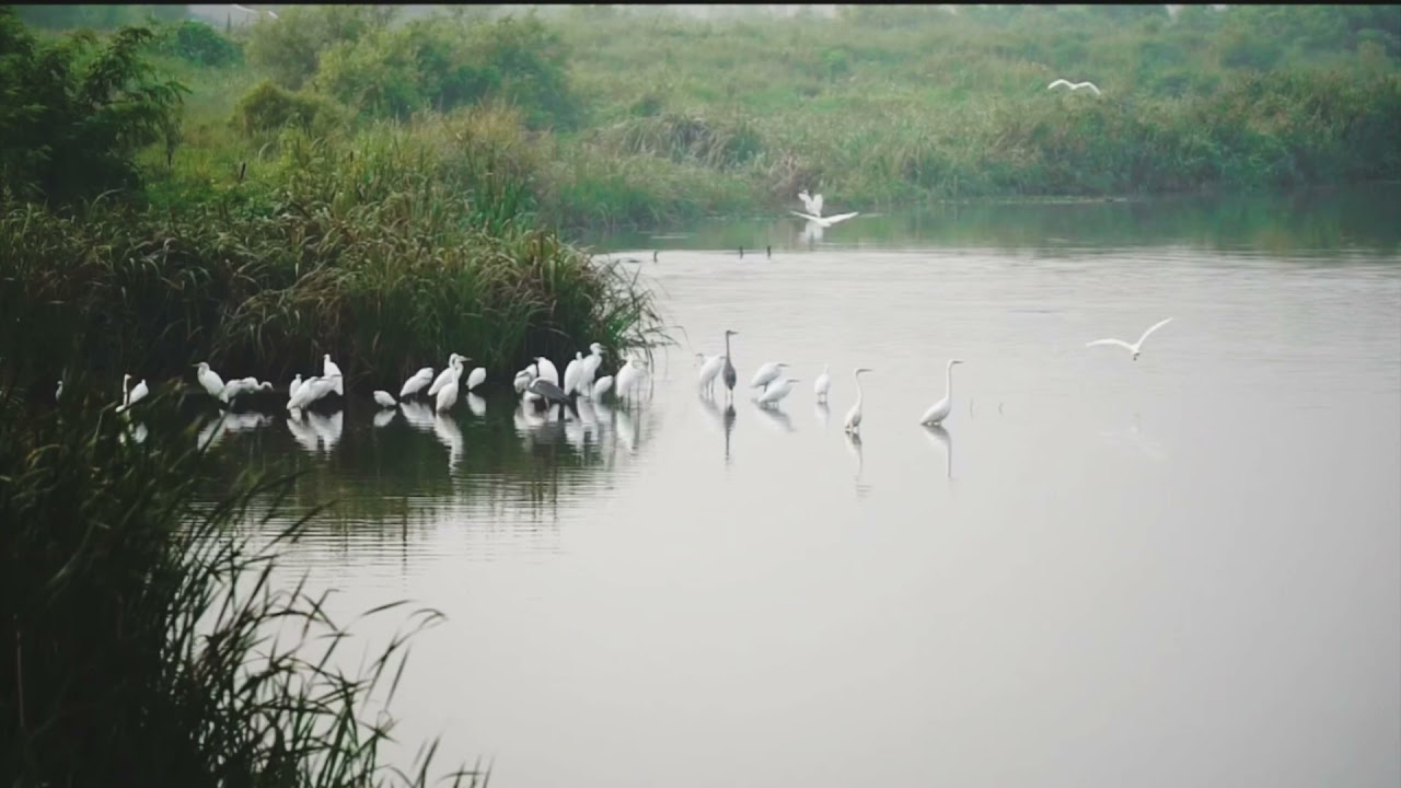 Flock of Birds in the River | Morning beauty | Relaxing morning music