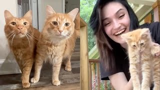 Feral Cat Brothers Reunite  | The Cat Chronicles by The Cat Chronicles  171 views 1 month ago 3 minutes, 8 seconds