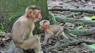 oor Injured Baby Monkey Crying Loudly After Sudden Attack