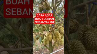HOW TO GET A LOT OF DURIAN FRUIT