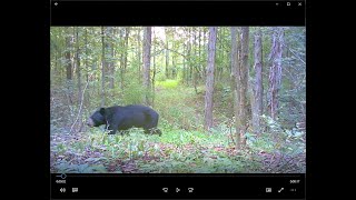 9 25 2021 Checking Trail Cameras