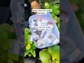 benih sayuran paket lengkap #janurinurhidayat #berkebun
