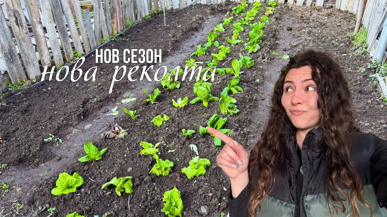 Подготвяме градината за зимата | Засаждаме маруля, лук и чесън