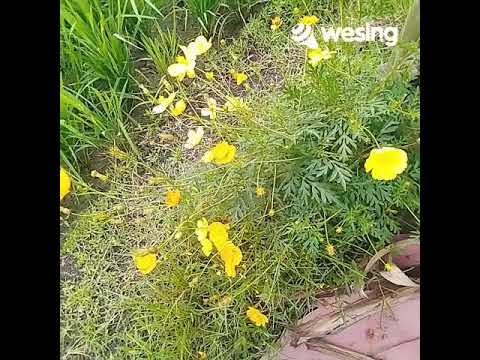 Seng Biso Ngimbangi