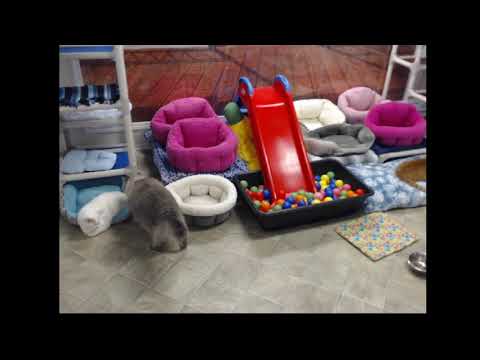 special needs animal rescue Blind Cat Rescue & Sanctuary, Inc Live Stream