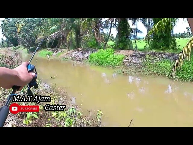 Mancing Haruan || Mengunakan Soft Plastic || Sambaran Itu Benar class=