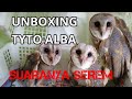 Unboxing Tyto Alba