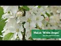 Malus white angel  van den berk on trees