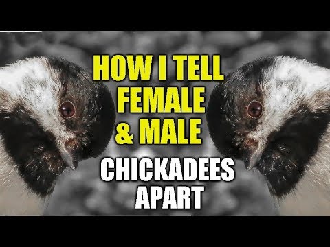 How Can I Tell Female and Male Black-capped Chickadees Apart?