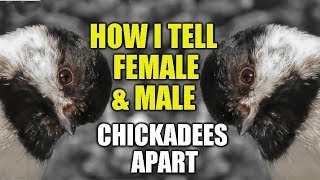 How Can I Tell Female and Male Blackcapped Chickadees Apart?