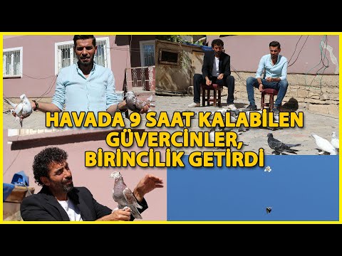 Havada 9 Saat Kalabilen Güvercinler, Birincilik Getirdi