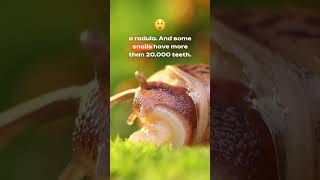 Did You Know? Snails Have Thousands of Tiny Teeth! 🐌🦷 #shorts #didyouknow #animals