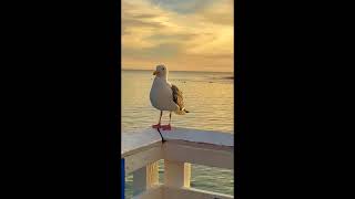 Seagulls at Malibu Pier #shorts