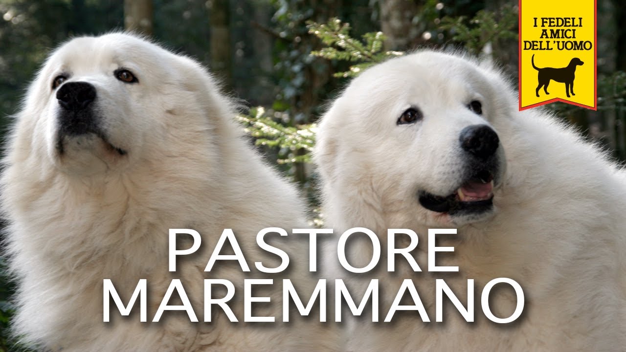 Pastore Maremmano Trailer Documentario Youtube