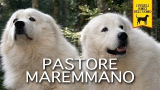 PASTORE MAREMMANO trailer documentary