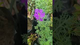 Purple Verbena garden #flowers #garden #winterflower #short #tranding #shortvideo #viralvideo #new