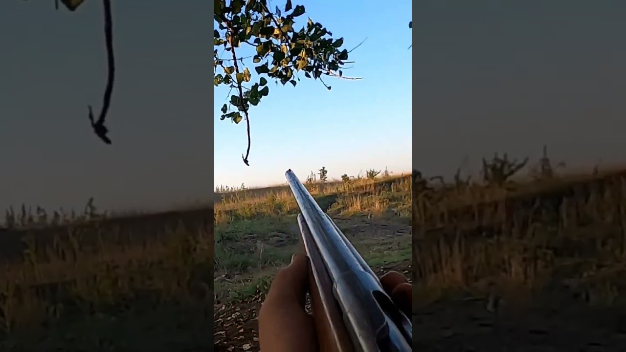 Dove kill shot 