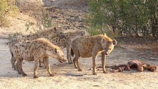 Fighting Hyenas and a Bush Breakfast