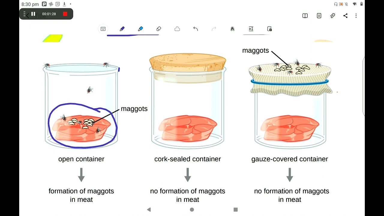 spontaneous generation hypothesis redi