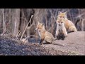 Red Fox Kits