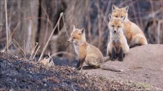 Red Fox Kits