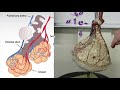 Respiratory System and Gas Exchange Quiz