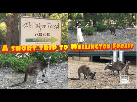 Holiday trip to Wellington Forest | Collie | Western Australia | Travel Vlog -1