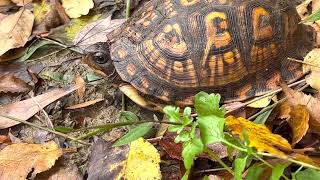 Turtle I Found At The Creek Behind My House Saying Hi