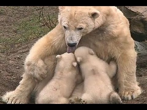 Beruang Kutub Kebun Binatang  Rhenen Tampil di Publik YouTube