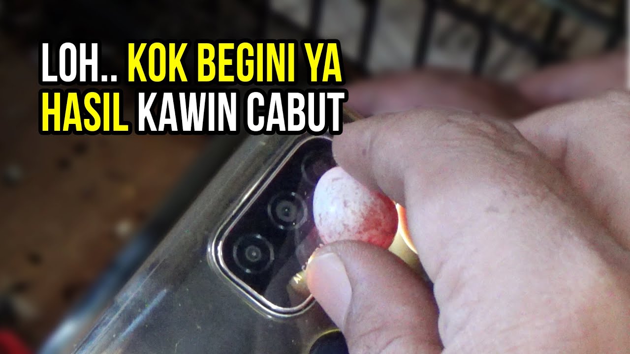 Ternyata Begini Hasil Perkawinan Kenari Sistem Kawin Cabut 