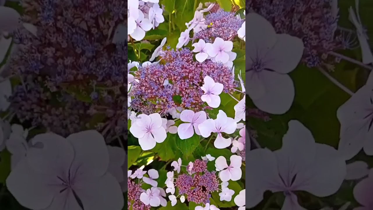 Harmonious Hydrangea Aspera 🌸 