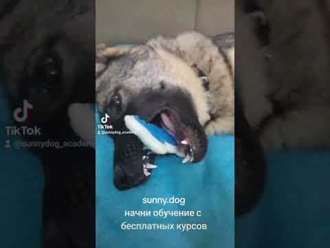 сколько собаке нужно спать в день? а щенку сколько спать?