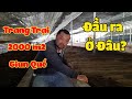 Lợi ích thật sự của mô hình nuôi Giun Quế (Trùn Quế) | Khởi Nghiệp TV