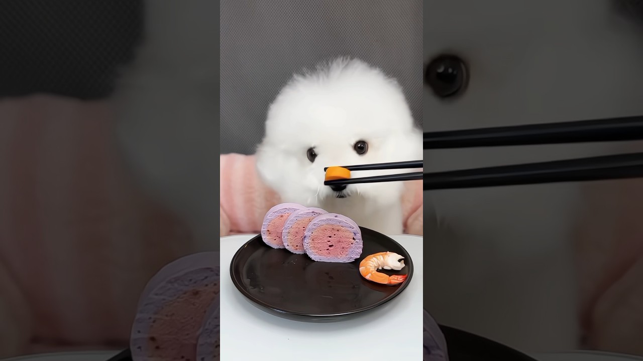 white dog so cute beautiful dog🐶🐶