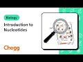 Nucleotide Structure and Function Quiz