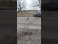 Wild turkey crossing in montreal