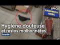 Hygiène douteuse et restos malhonnêtes : l